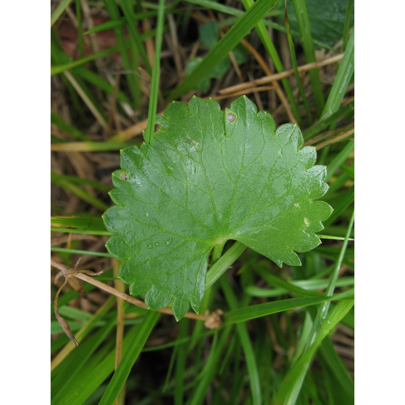 ranunculus marsicus guss. et ten.