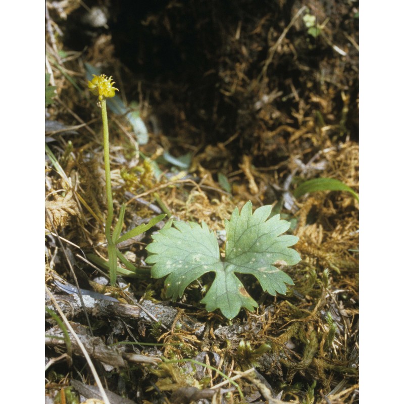 ranunculus melzeri hörandl et guterm.