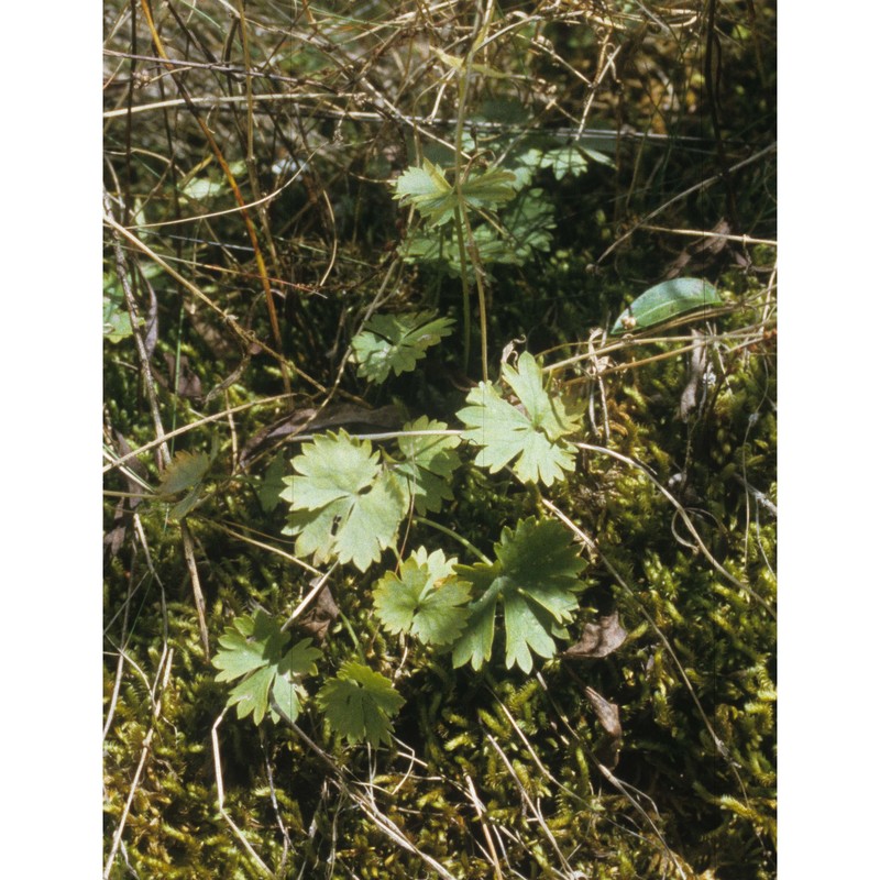 ranunculus melzeri hörandl et guterm.