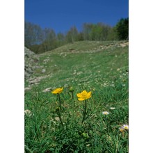 ranunculus millefoliatus vahl