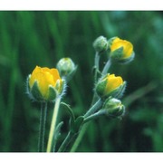 ranunculus monspeliacus l.