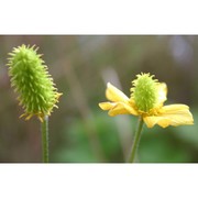 ranunculus monspeliacus l.