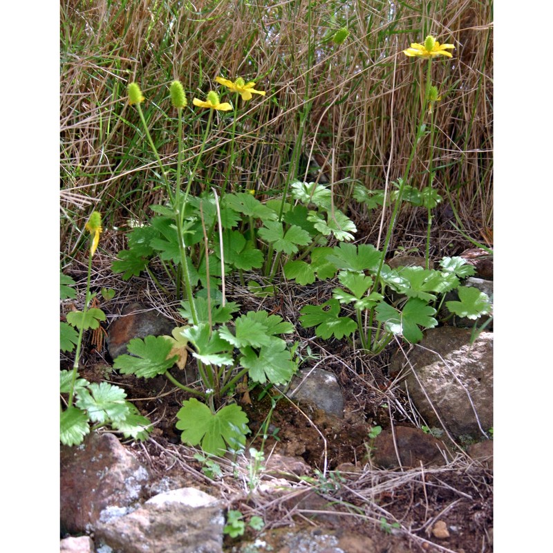 ranunculus monspeliacus l.