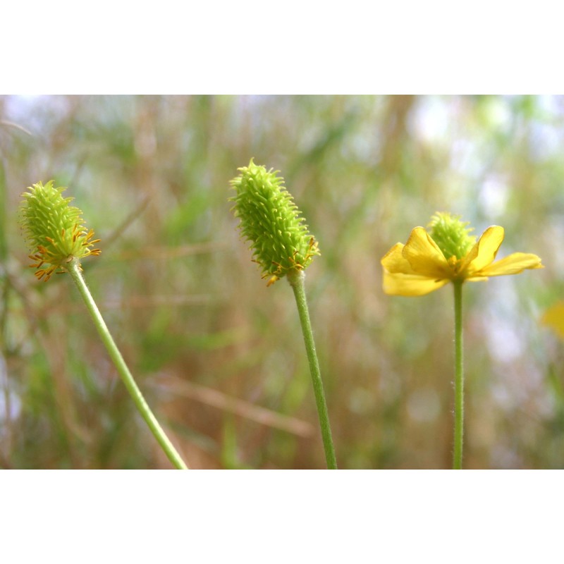 ranunculus monspeliacus l.