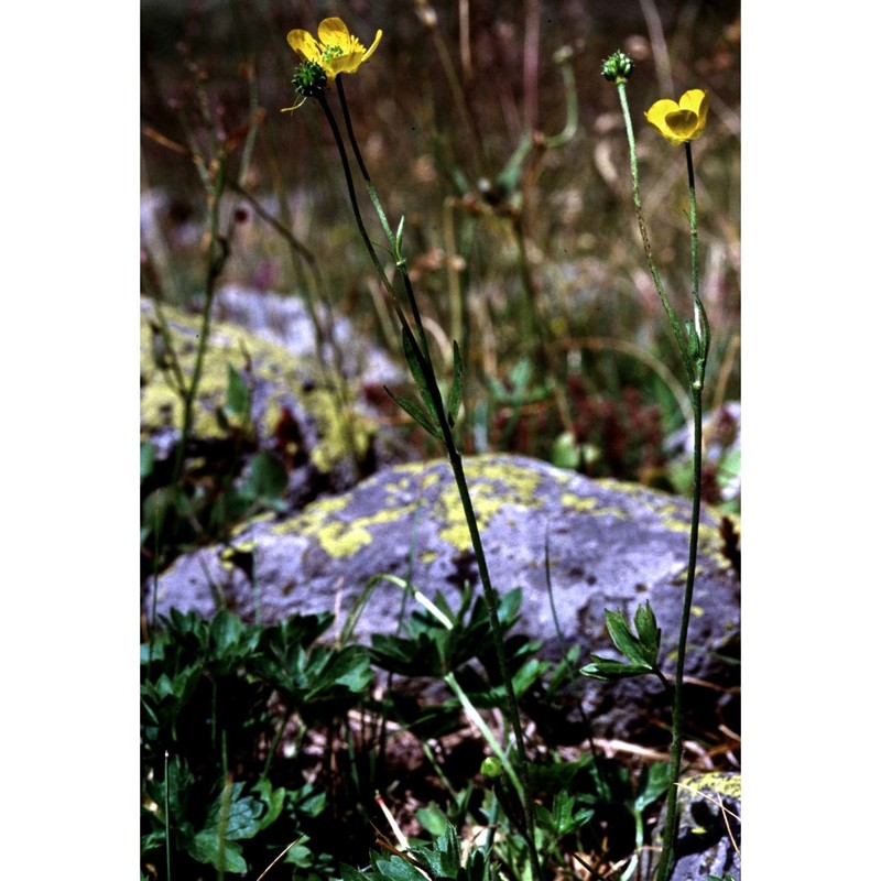 ranunculus montanus willd.