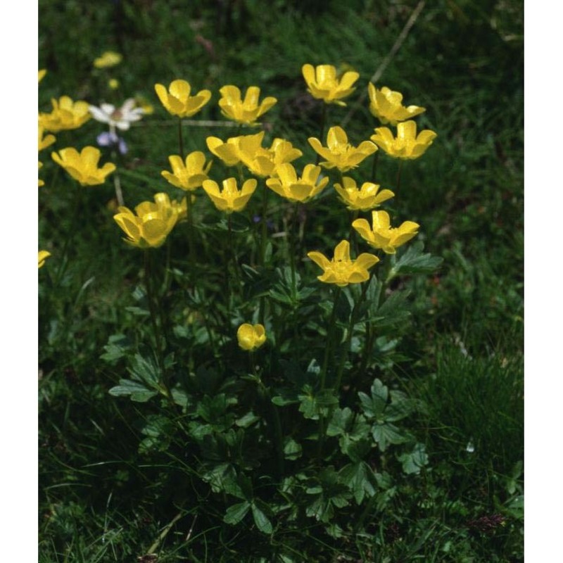 ranunculus montanus willd.