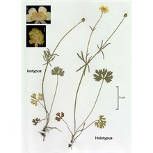 ranunculus multidens dunkel