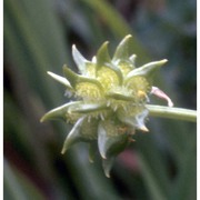 ranunculus muricatus l.