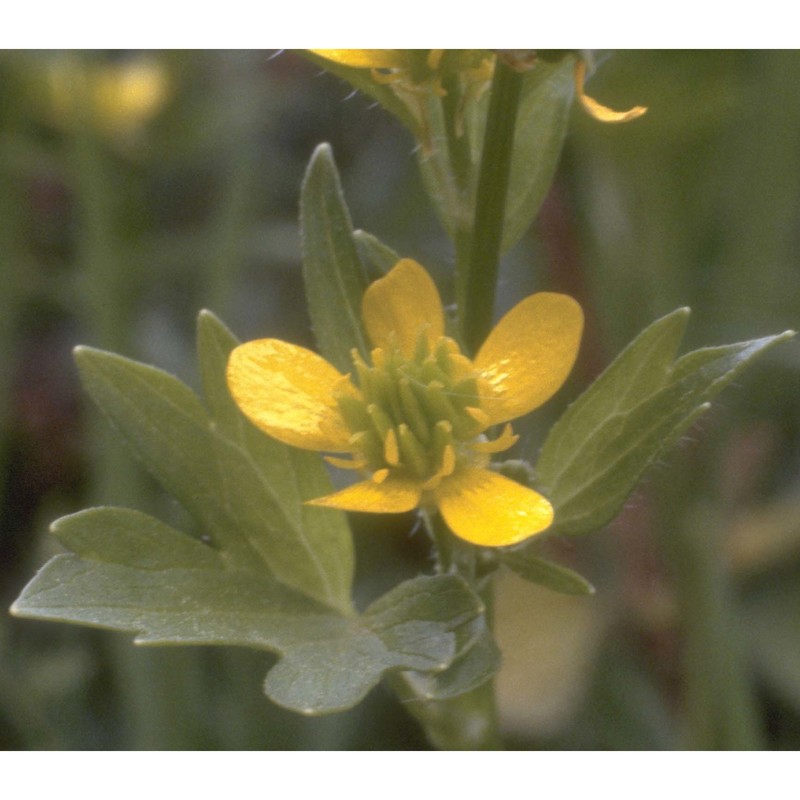 ranunculus muricatus l.