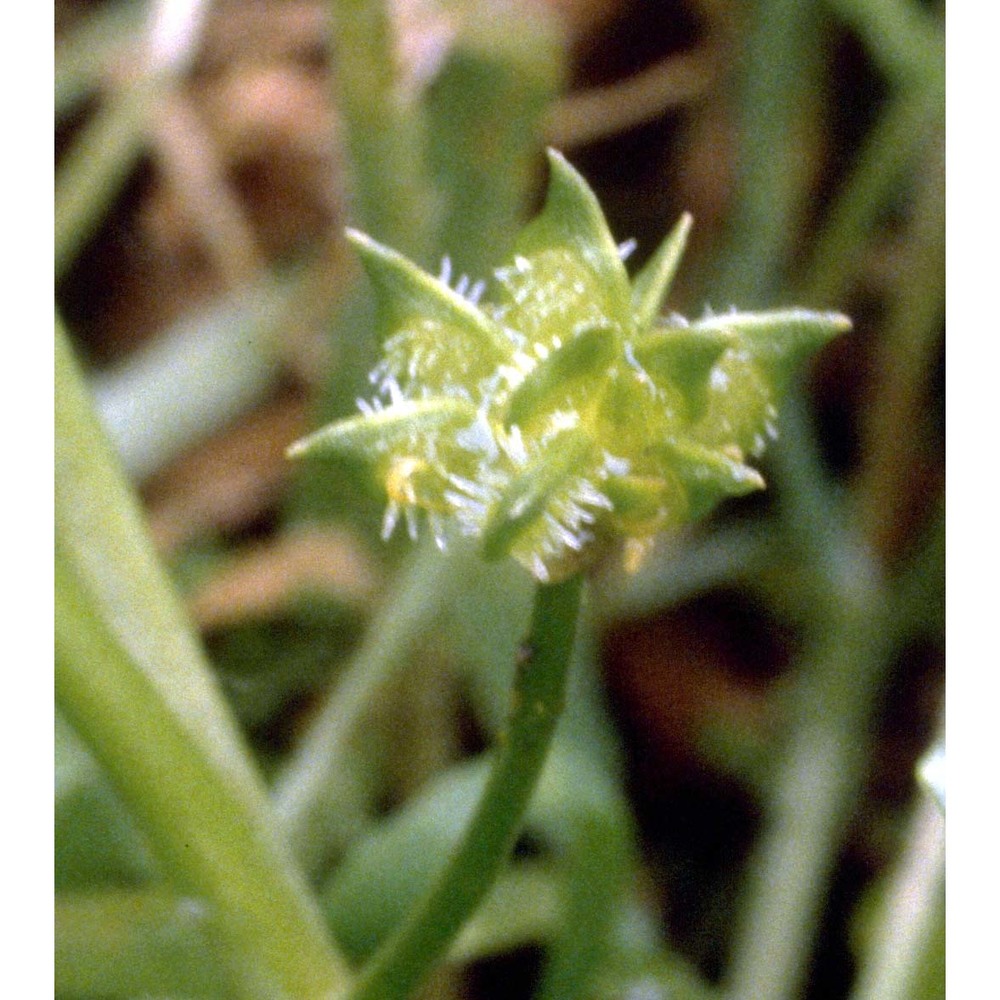 ranunculus muricatus l.