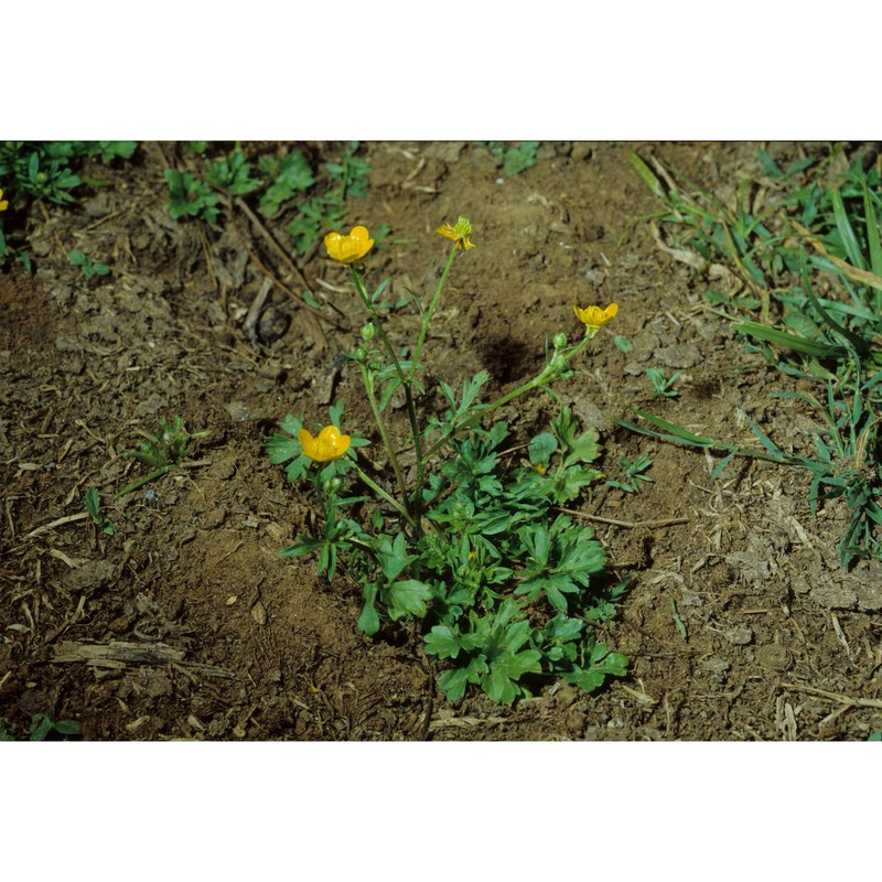 ranunculus neapolitanus ten.