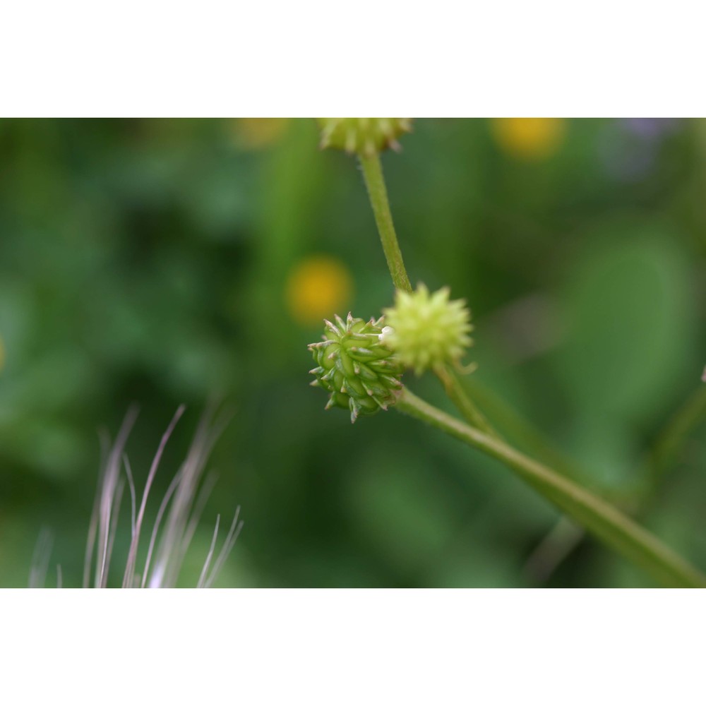 ranunculus neapolitanus ten.