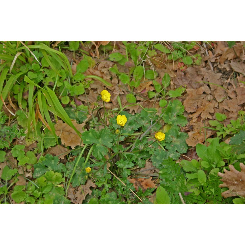 ranunculus neapolitanus ten.