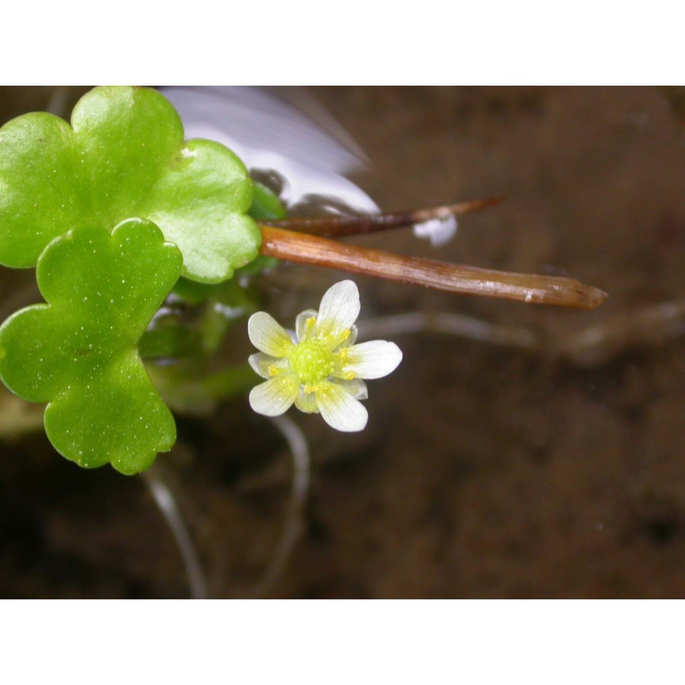 ranunculus omiophyllus ten.