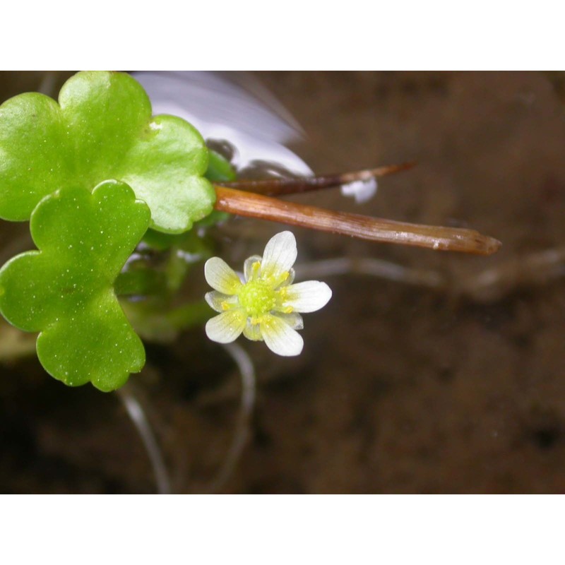 ranunculus omiophyllus ten.