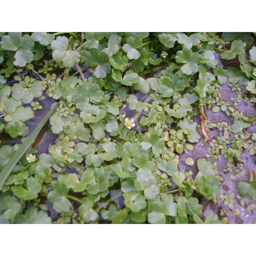 ranunculus omiophyllus ten.