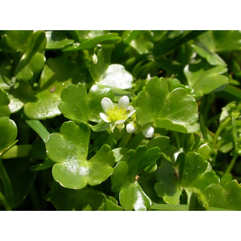 ranunculus omiophyllus ten.