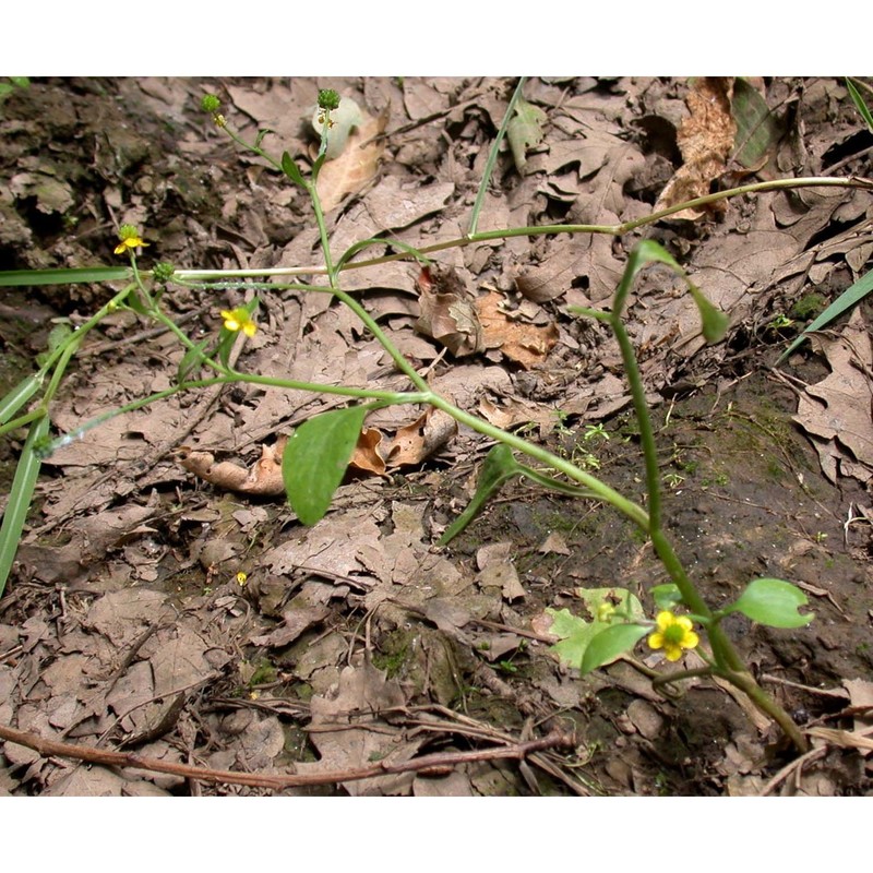 ranunculus ophioglossifolius vill.