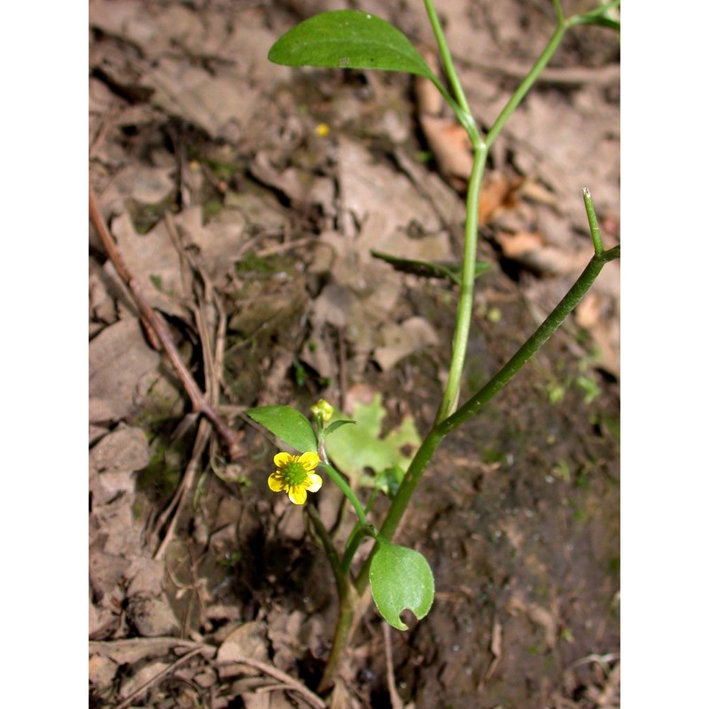 ranunculus ophioglossifolius vill.