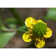 ranunculus ophioglossifolius vill.