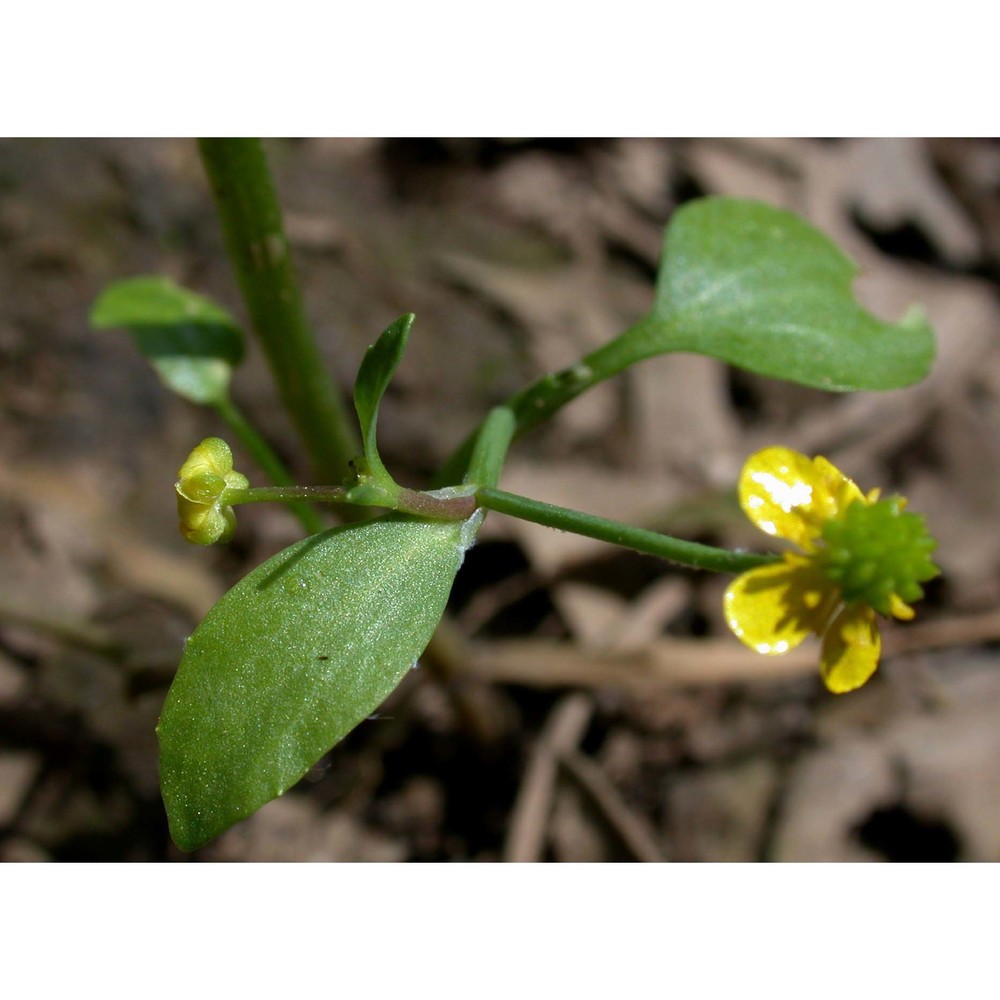 ranunculus ophioglossifolius vill.