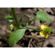 ranunculus ophioglossifolius vill.