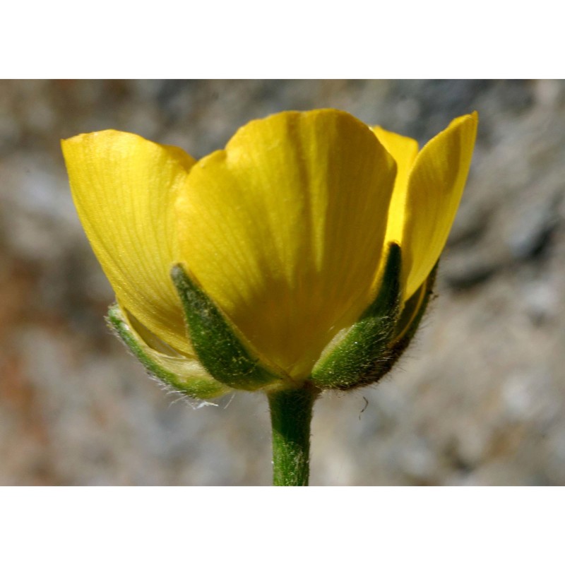 ranunculus paludosus poir.