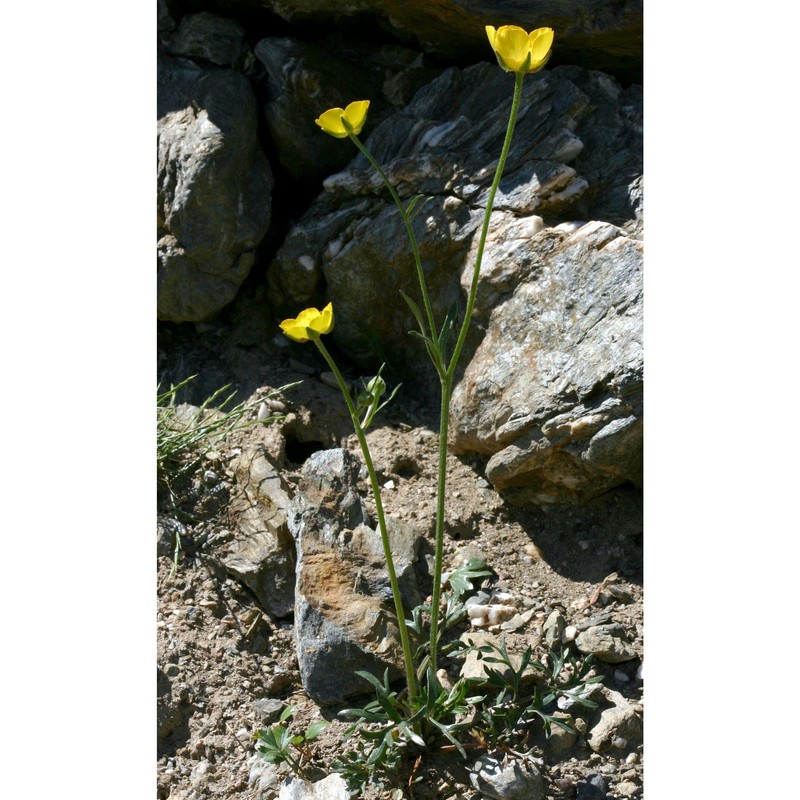 ranunculus paludosus poir.