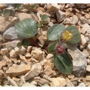 ranunculus parnassifolius l.