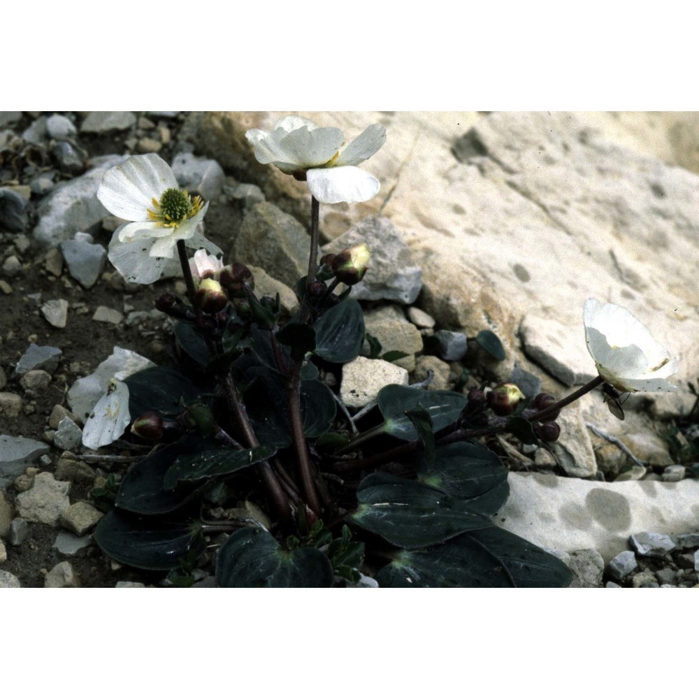 ranunculus parnassifolius l.