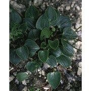 ranunculus parnassifolius l.