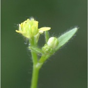 ranunculus parviflorus l.