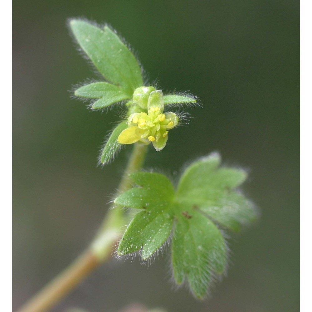 ranunculus parviflorus l.