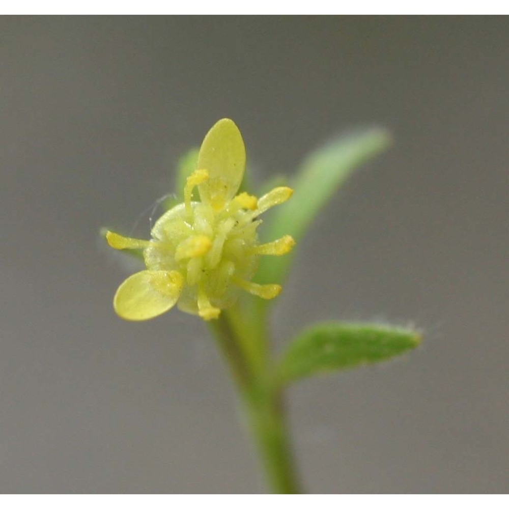 ranunculus parviflorus l.