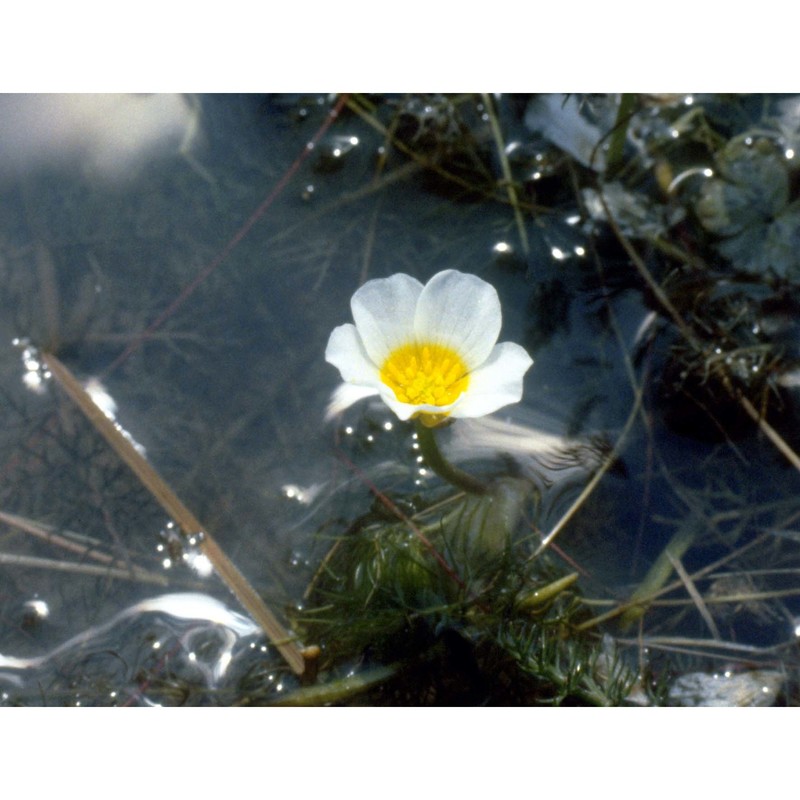 ranunculus peltatus schrank