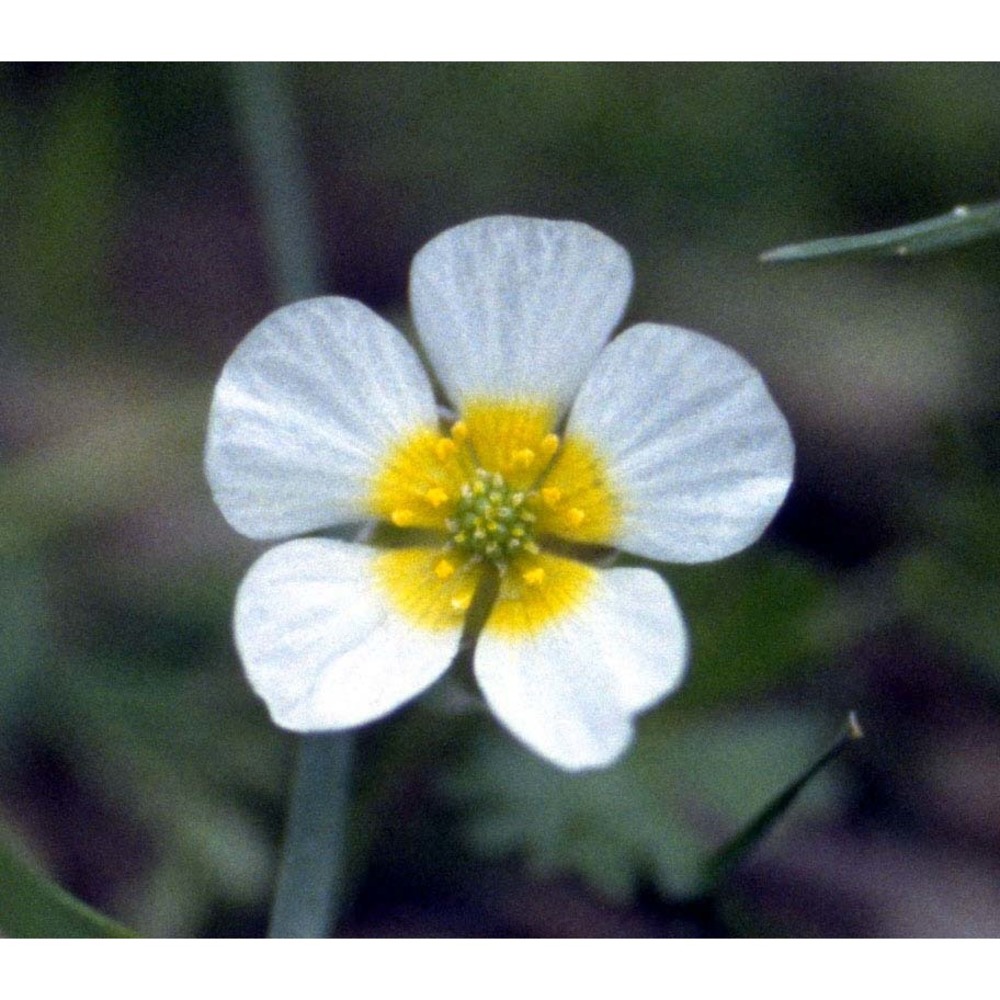 ranunculus peltatus schrank