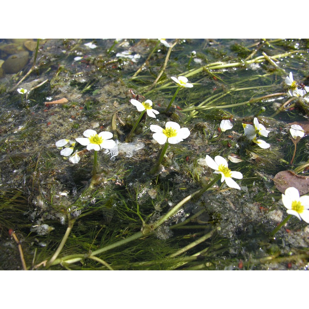 ranunculus penicillatus (dumort.) bab.