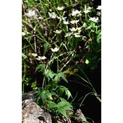 ranunculus platanifolius l.