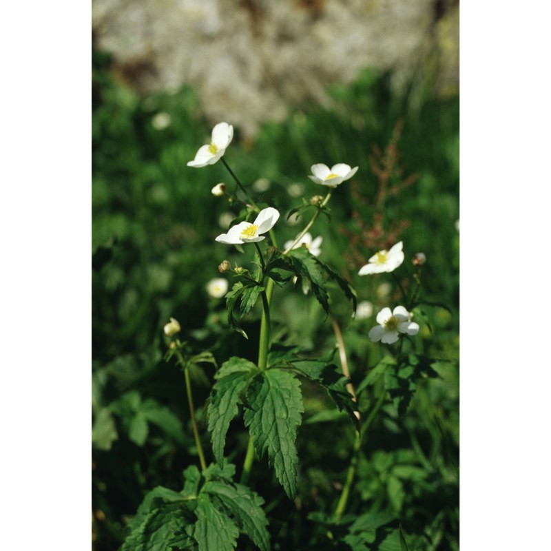 ranunculus platanifolius l.