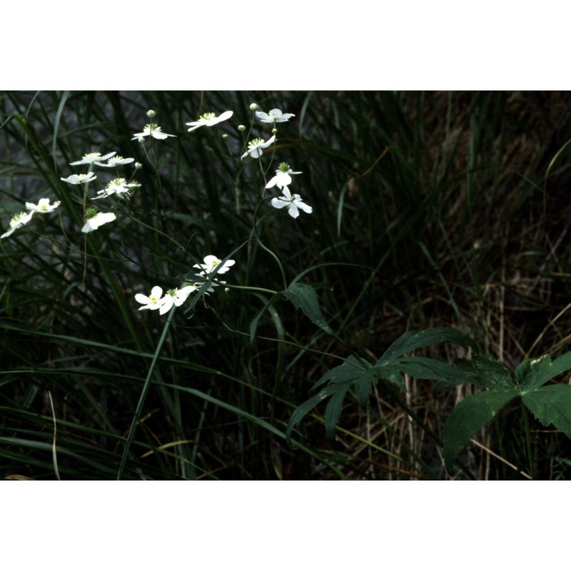 ranunculus platanifolius l.