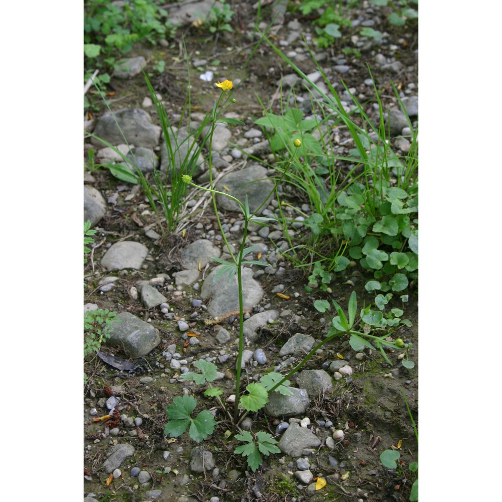 ranunculus poldinii dunkel