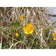 ranunculus pollinensis (n. terracc.) chiov.