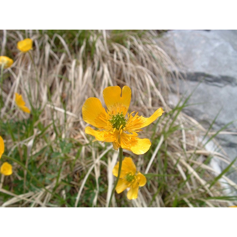 ranunculus pollinensis (n. terracc.) chiov.