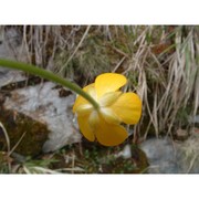 ranunculus pollinensis (n. terracc.) chiov.