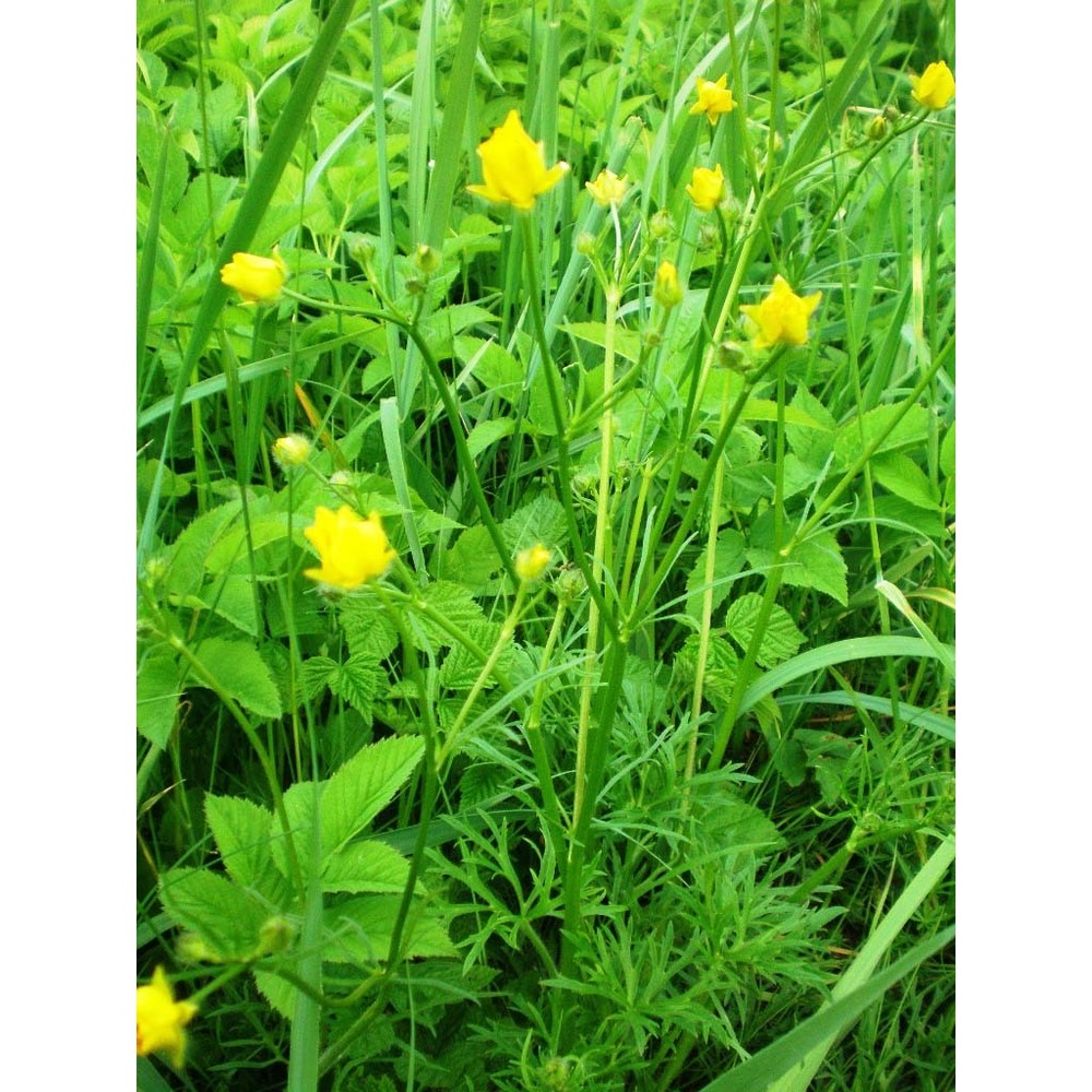 ranunculus polyanthemoides boreau