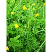 ranunculus polyanthemoides boreau