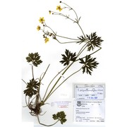 ranunculus polyanthemophyllus w. koch et h. e. hess