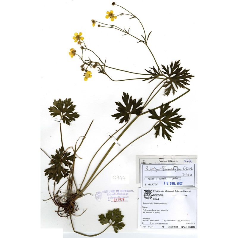 Ranunculus Polyanthemophyllus W Koch Et H E Hess Anthosart