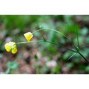 ranunculus polyanthemophyllus w. koch et h. e. hess