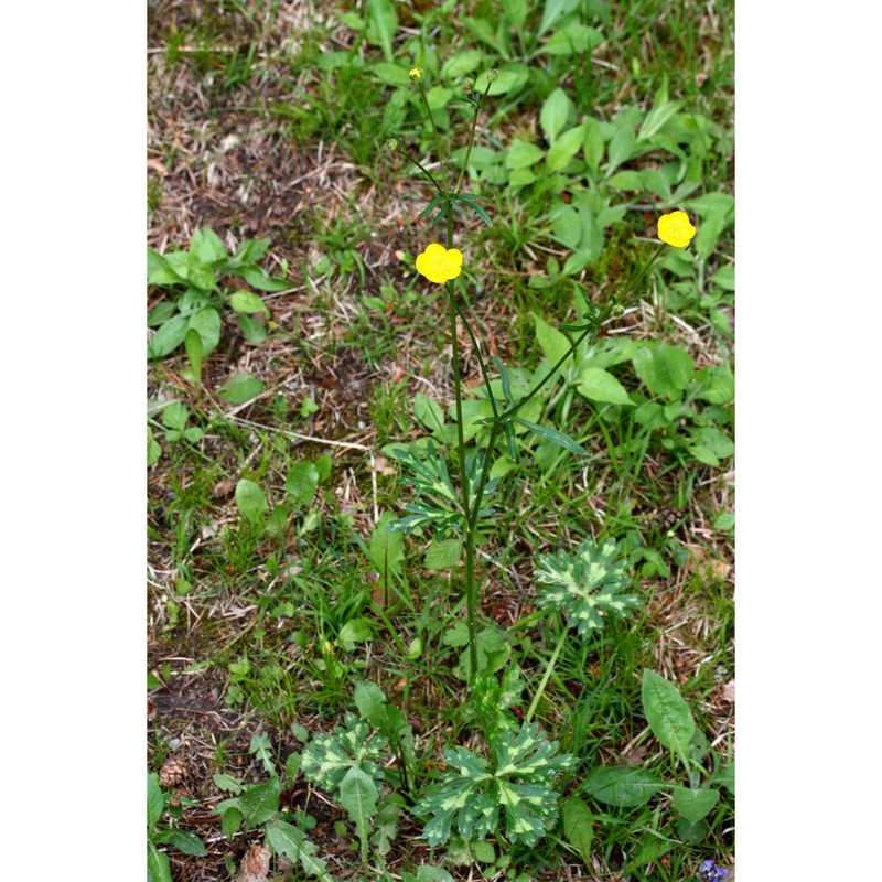 ranunculus polyanthemophyllus w. koch et h. e. hess